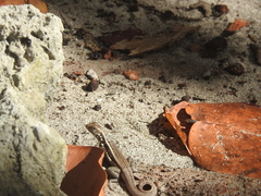 Leiocephalus lunatus lewisi