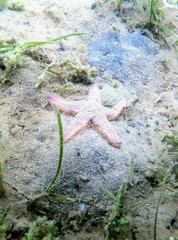 Astropecten preissi