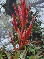 Tillandsia parryi