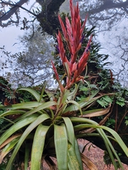 Tillandsia parryi