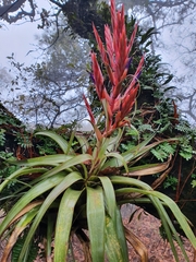 Tillandsia parryi