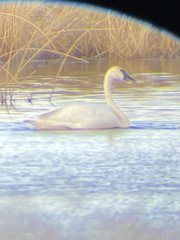 Cygnus columbianus columbianus