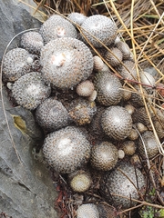 Epithelantha greggii