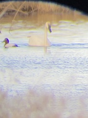 Cygnus columbianus columbianus