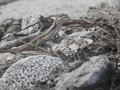 Leiocephalus lunatus lewisi