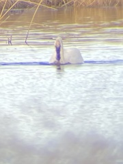 Cygnus columbianus columbianus