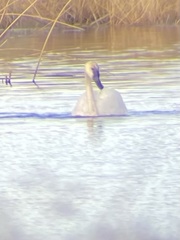 Cygnus columbianus columbianus