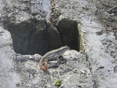 Leiocephalus lunatus lewisi