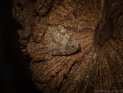 Tolpia conscitulana