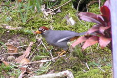 Pterorhinus mitratus