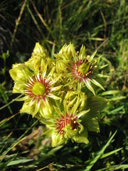 Sempervivum wulfenii