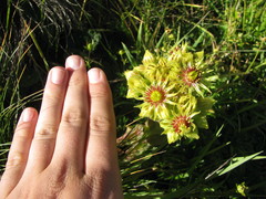 Sempervivum wulfenii