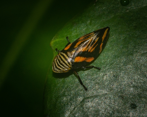Genus Liorhina · iNaturalist