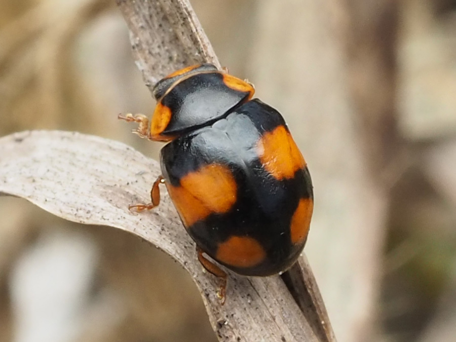 Brachiacantha dentipes
