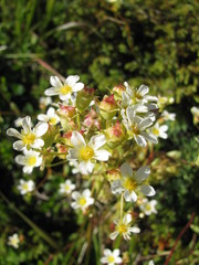 Saxifraga paniculata