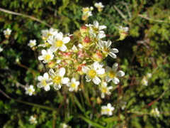 Saxifraga paniculata