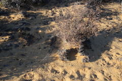 Stegodyphus dumicola