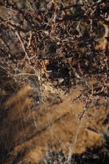 Stegodyphus dumicola