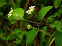 Lantana paraensis