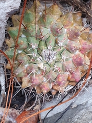 Thelocactus rinconensis