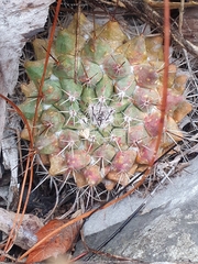 Thelocactus rinconensis