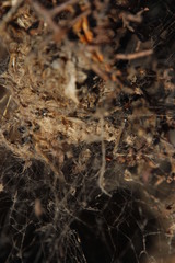 Stegodyphus dumicola