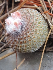 Epithelantha greggii