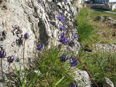 Phyteuma hedraianthifolium