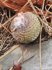 Epithelantha greggii