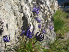 Phyteuma hedraianthifolium