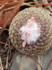 Epithelantha greggii