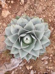 Agave ovatifolia