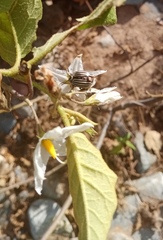 Leptinotarsa decemlineata