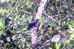 Oriolus cruentus malayanus