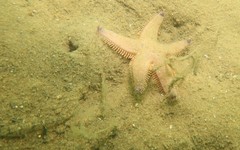 Astropecten preissi