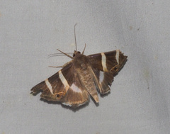 Grammodes