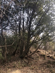 Angiospermae