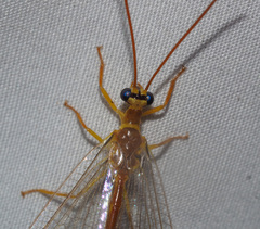 Nymphes aperta