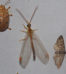 Nymphes aperta
