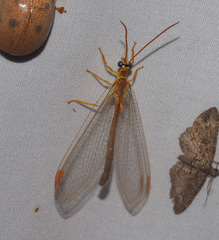 Nymphes aperta