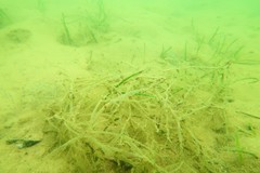 Amathia verticillata