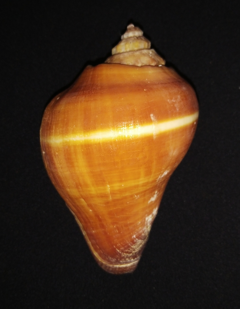 Pacific crown conch