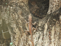 Anolis cristatellus