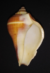 Melongena patula