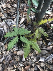 Dicranopteris linearis