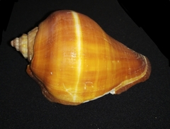 Melongena patula