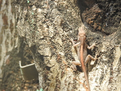Anolis cristatellus