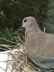 Streptopelia senegalensis