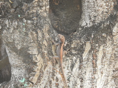 Anolis cristatellus