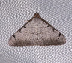 Digrammia triviata